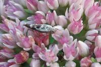 Scythris limbella