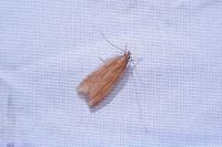 Helcystogramma rufescens