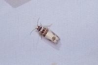 Epinotia thapsiana