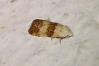 Phtheochroa fulvicinctana