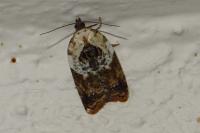 Acleris variegana
