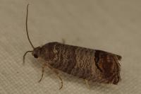 Cydia pomonella
