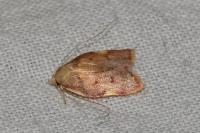 Carcina quercana