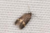 Borkhausenia minutella