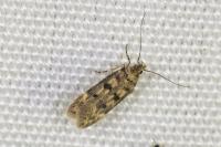 Bryotropha