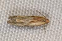 Eucosma gr. cana