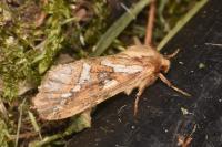 Korscheltellus lupulinus