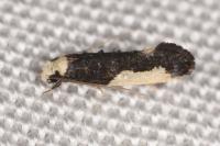 Monopis monachella