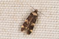 Oegoconia