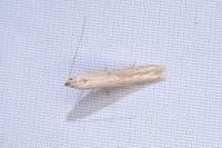 Batrachedra parvulipunctella