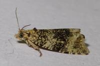 Celypha lacunana