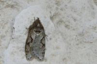 Semioscopis steinkellneriana