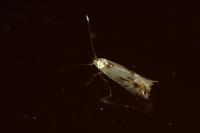 Phyllocnistis unipunctella