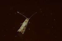 Phyllocnistis unipunctella