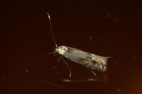 Phyllocnistis unipunctella
