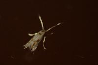 Phyllocnistis unipunctella
