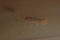 Phyllonorycter messaniella
