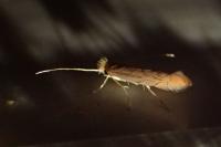Phyllonorycter messaniella