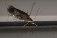 Phyllocnistis unipunctella
