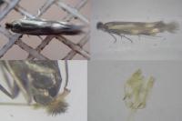 Bucculatrix nigricomella