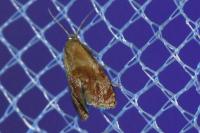 Gynnidomorpha rubricana