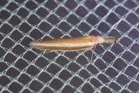 Pleurota aristella