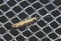 Plutella xylostella