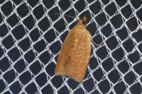 Clepsis consimilana