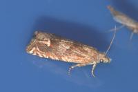 Eucosma rubescana/gradensis