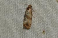 Phalonidia contractana