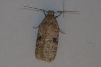 Agonopterix propinquella