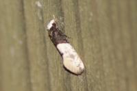 Trichophaga tapetzella