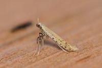 Aspilapteryx tringipennella
