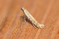 Aspilapteryx tringipennella