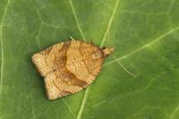 Pandemis dumetana