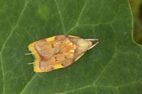 Carcina quercana