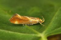 Metalampra italica