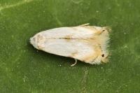 Pseudopostega crepusculella
