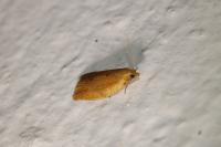 Clepsis consimilana