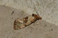 Neocochylis molliculana