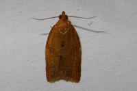 Clepsis consimilana