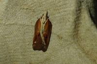 Acleris cristana