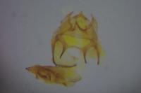 Trifurcula immundella
