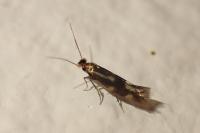Bucculatrix nigricomella
