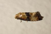 Eupoecilia angustana