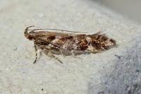 Aristotelia ericinella