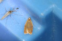 Clepsis consimilana