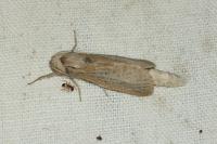 Phragmataecia castaneae