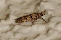 Bryotropha