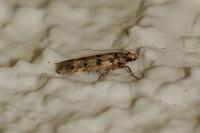Bryotropha